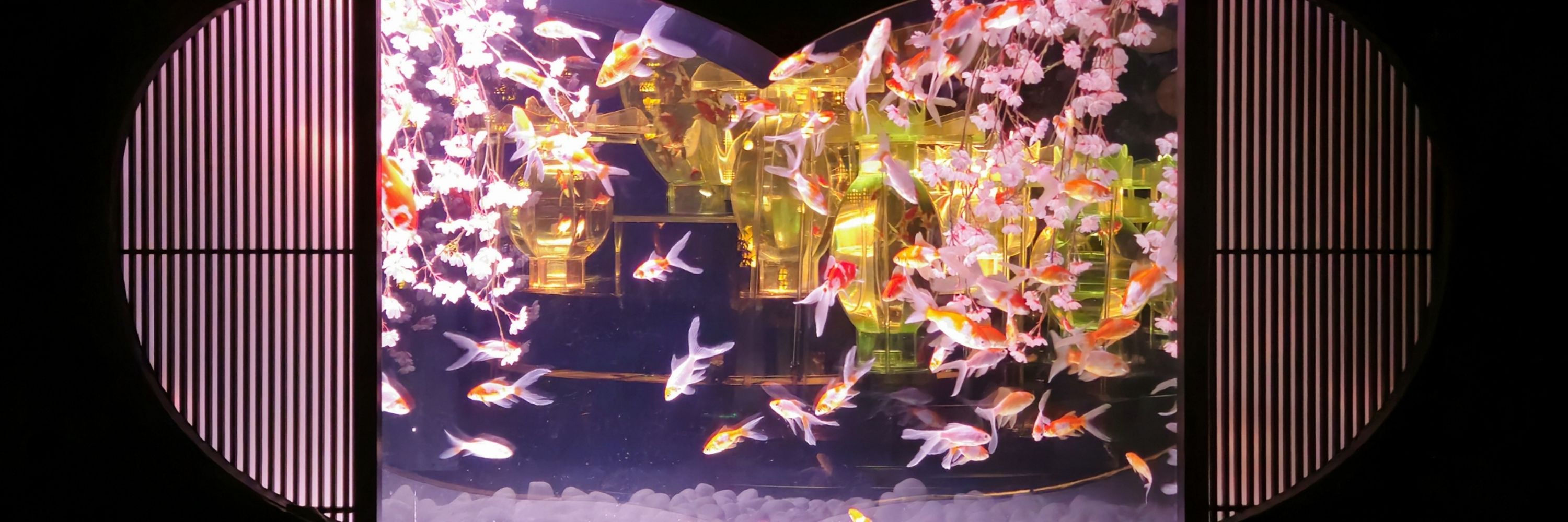 ちͨゃͪんͬくͦろͫᤴₔ