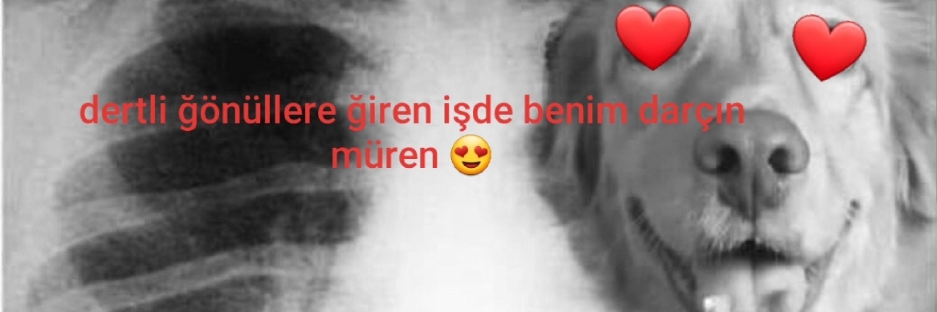 Göd Darçın