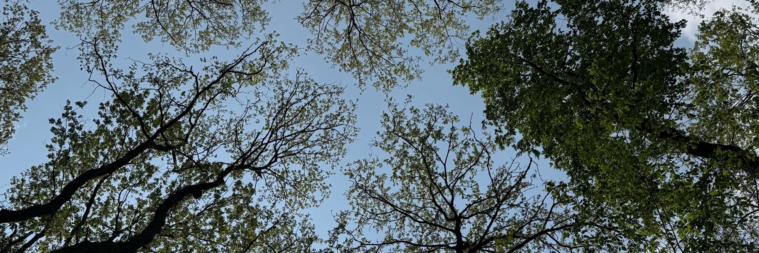 Gül