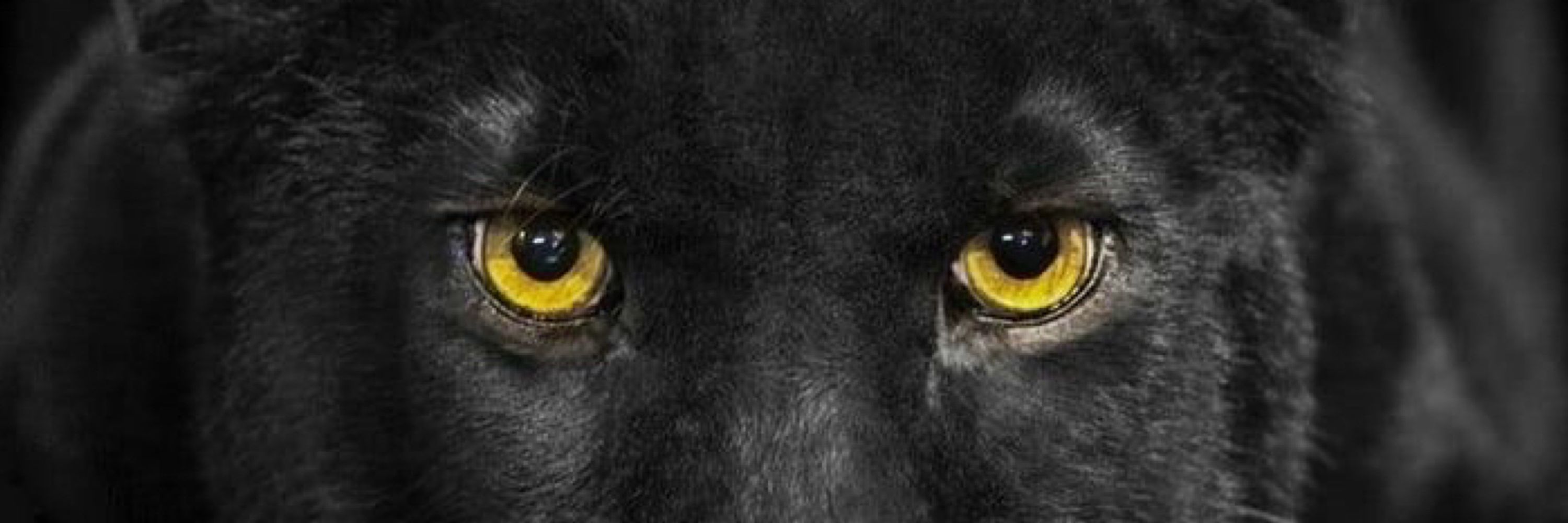 SCAR