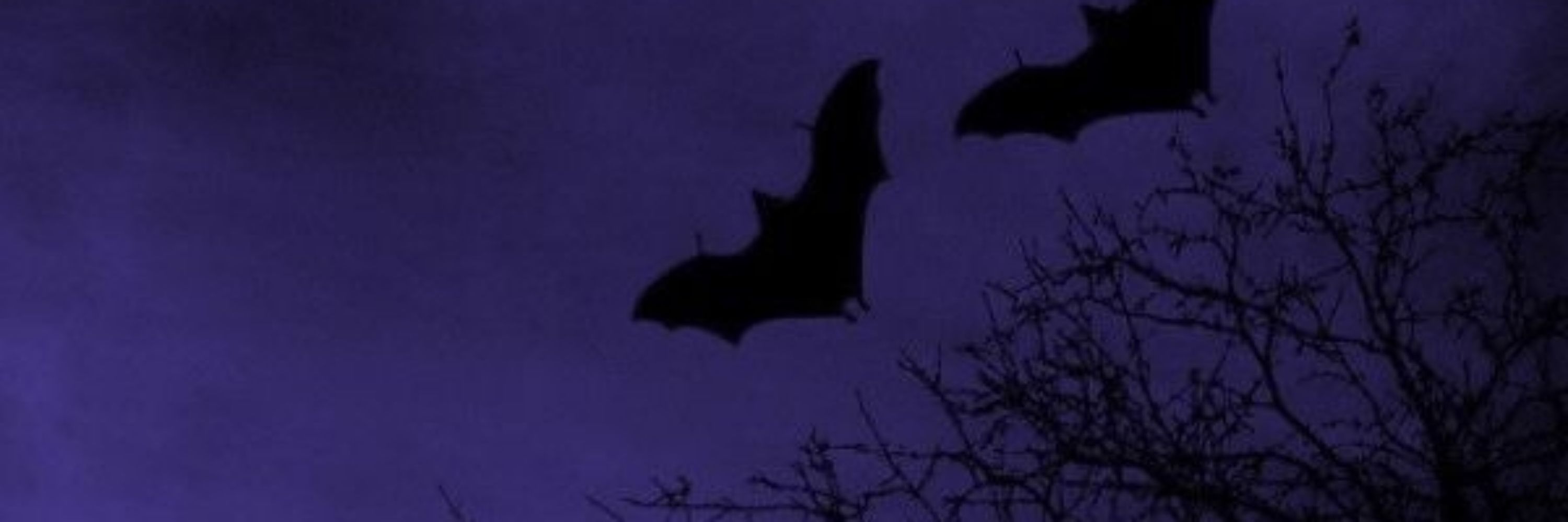 loi vampiro satanico  ^.,..,.^