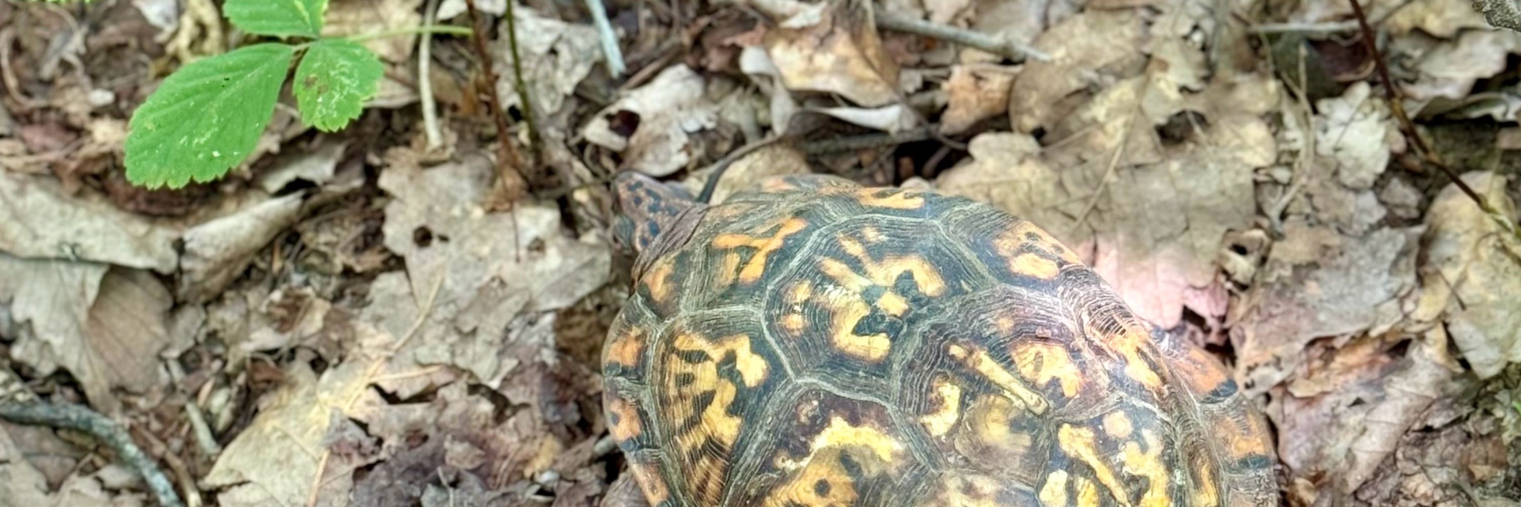 Forest Dweller