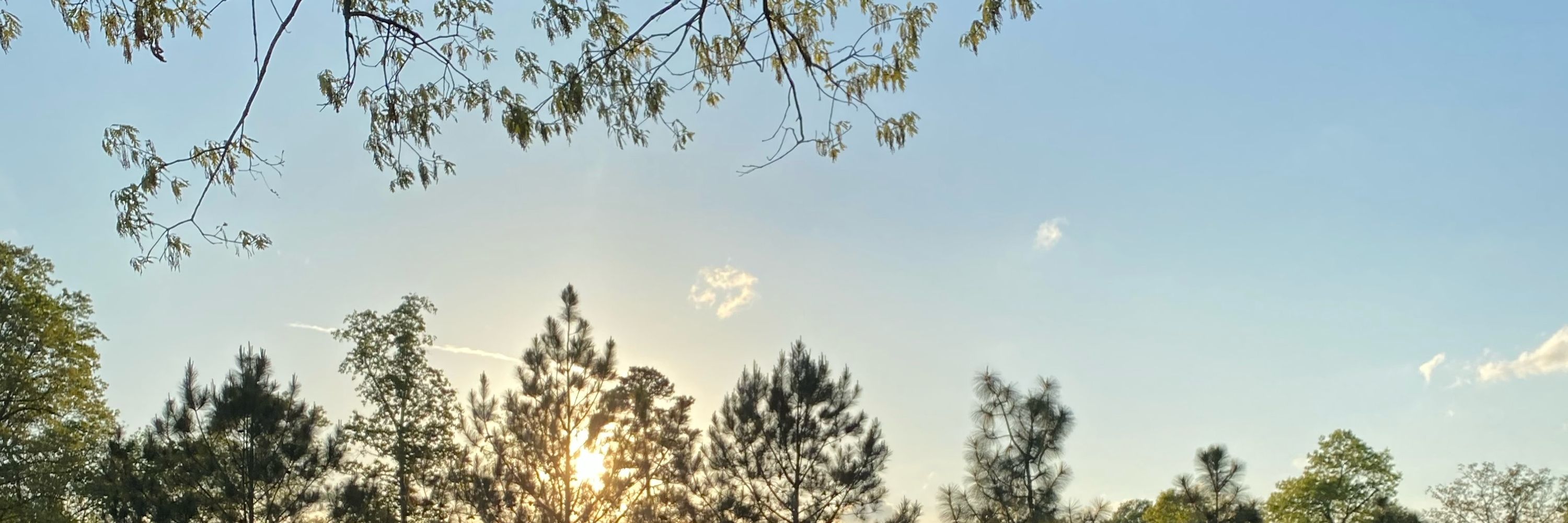 beau🍂