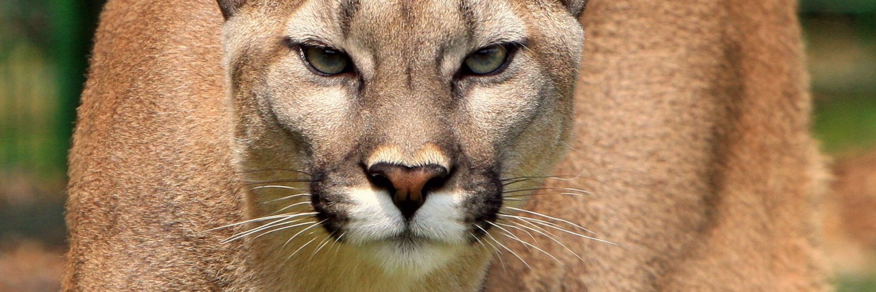 Lazypuma