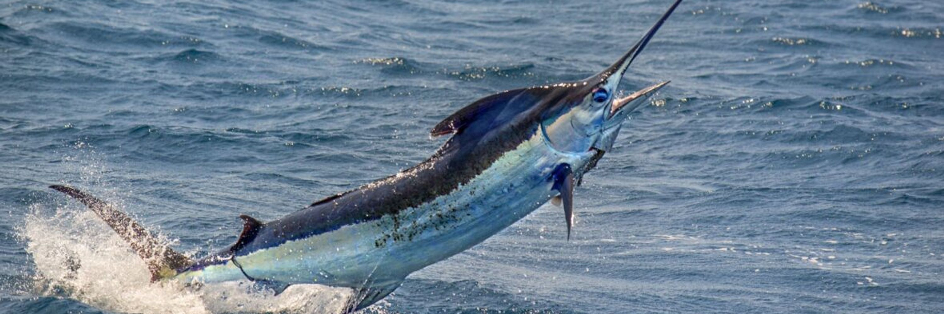 BROADBILL 🐟⚔️