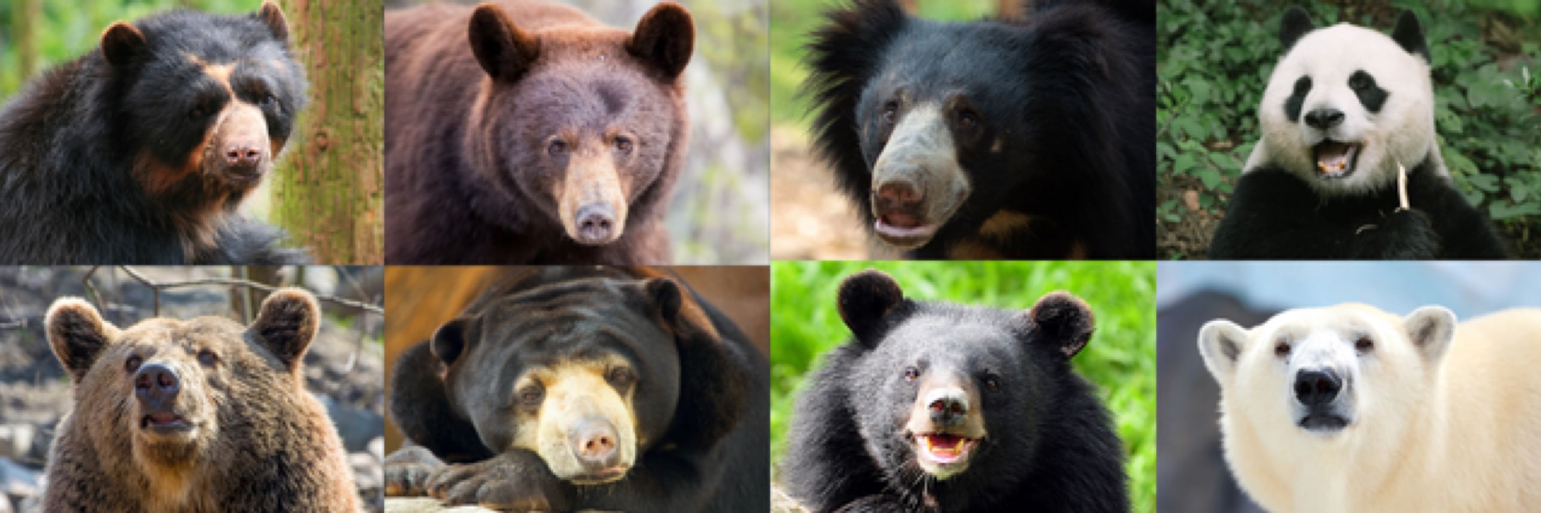 International Association for Bear Research and Management (IBA)