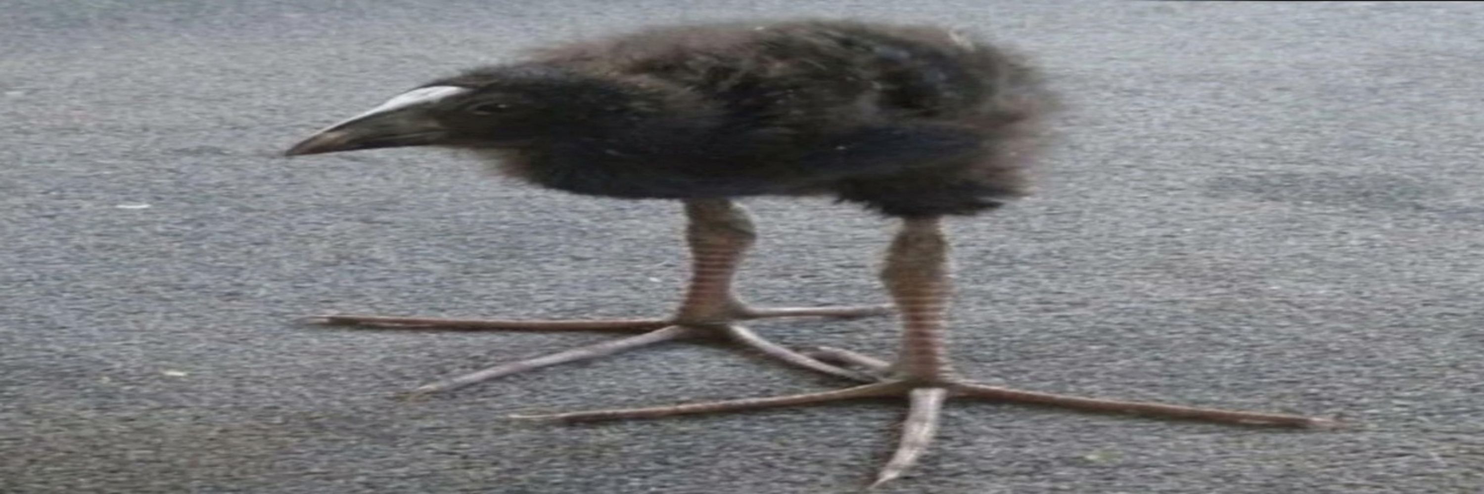 Batty_Ratzz 