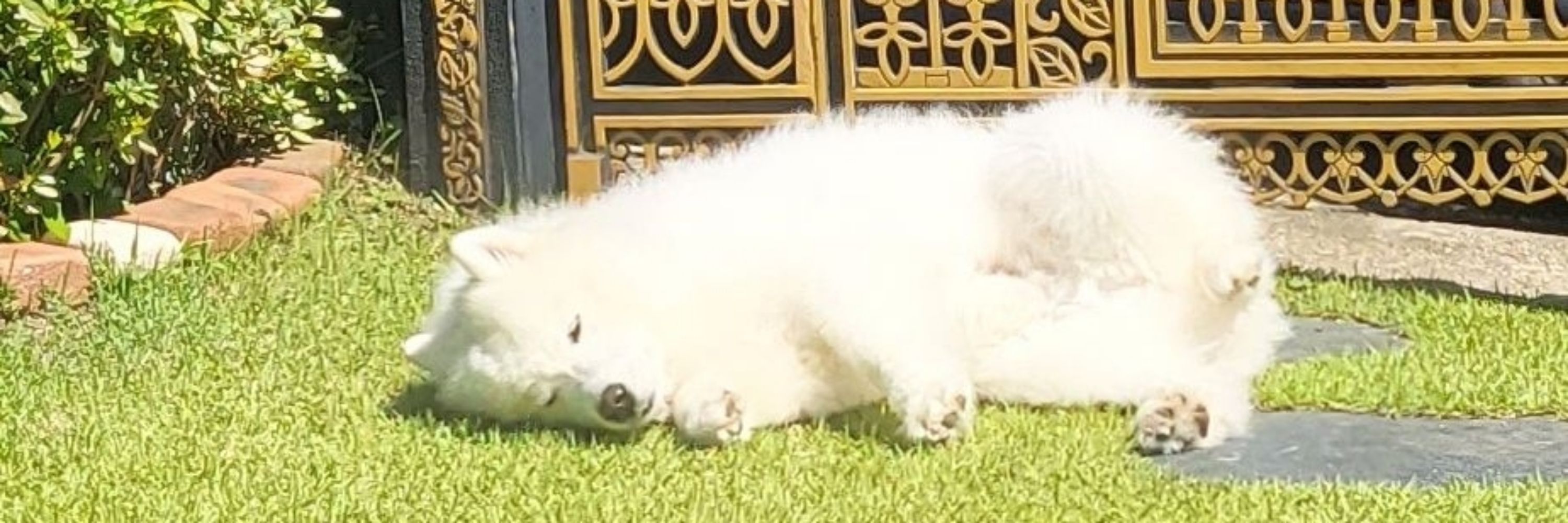 마일로