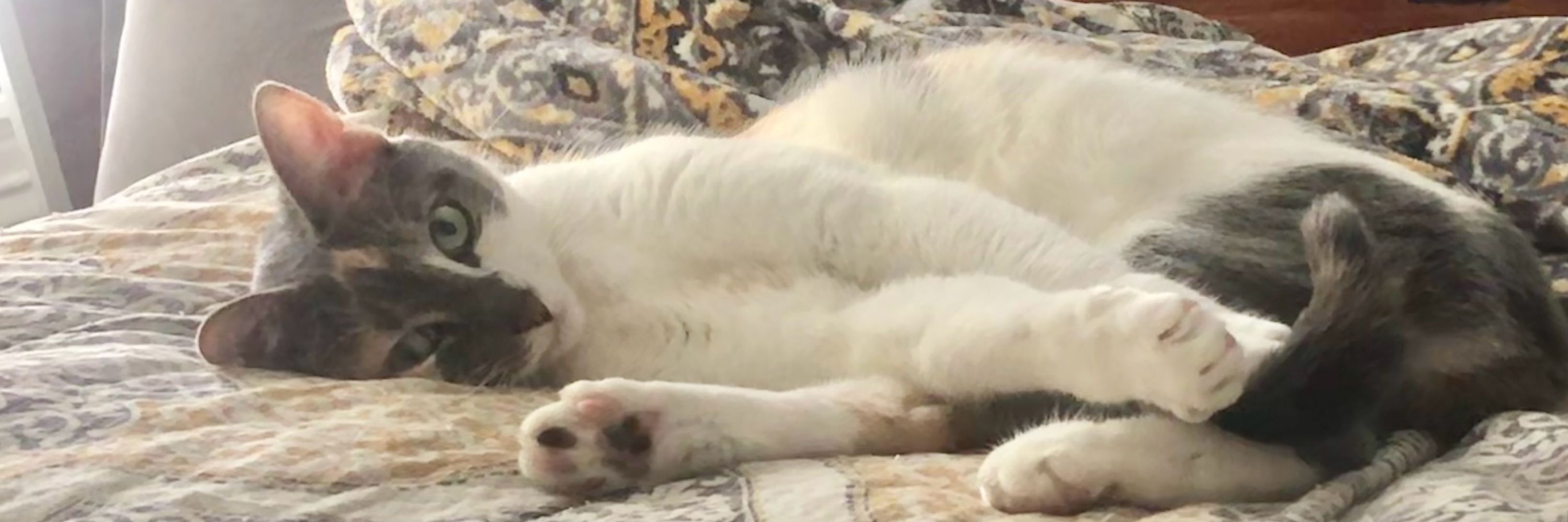That Kitty Cat