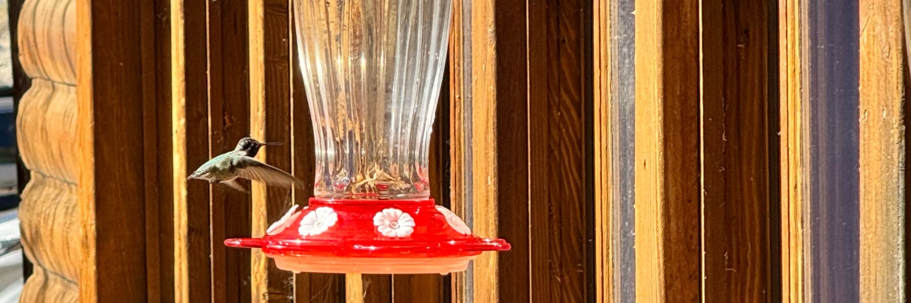 Tommy Hummingbird