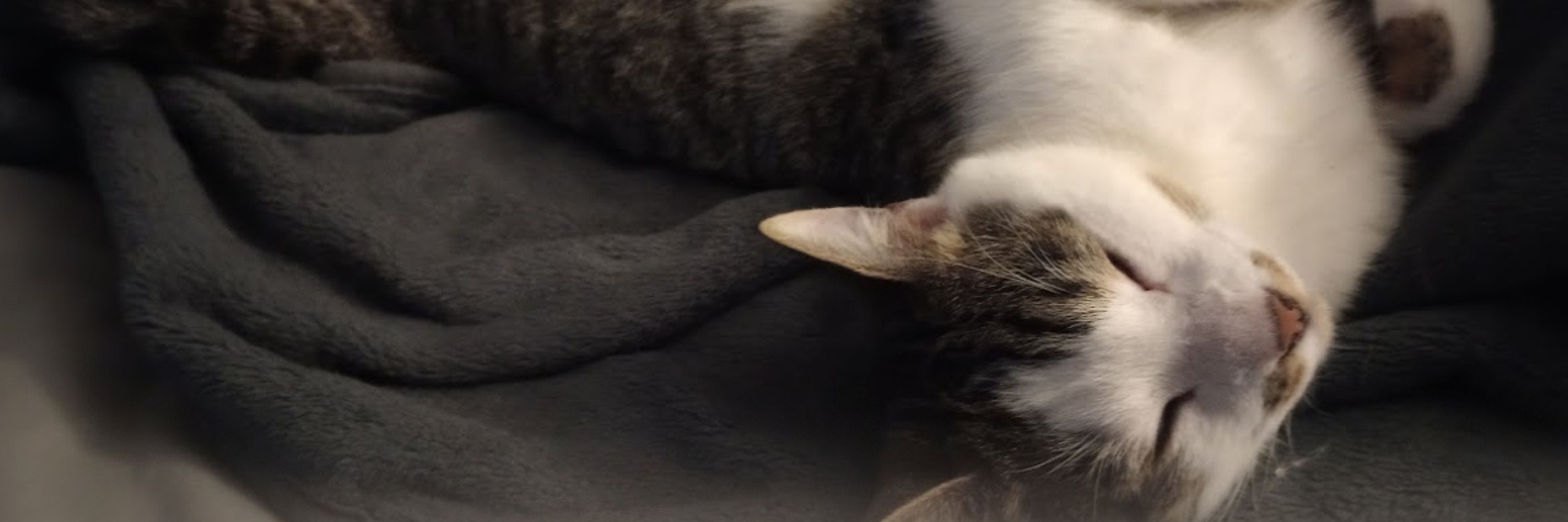WonkyMeow
