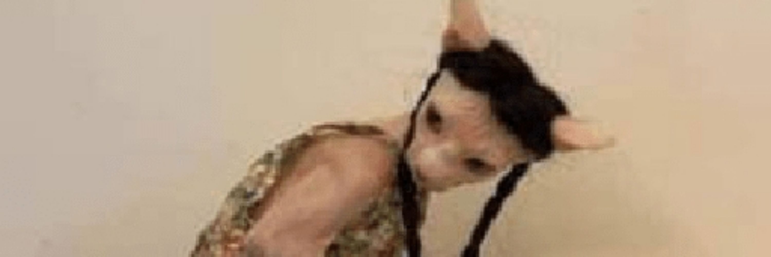 Arianasdog