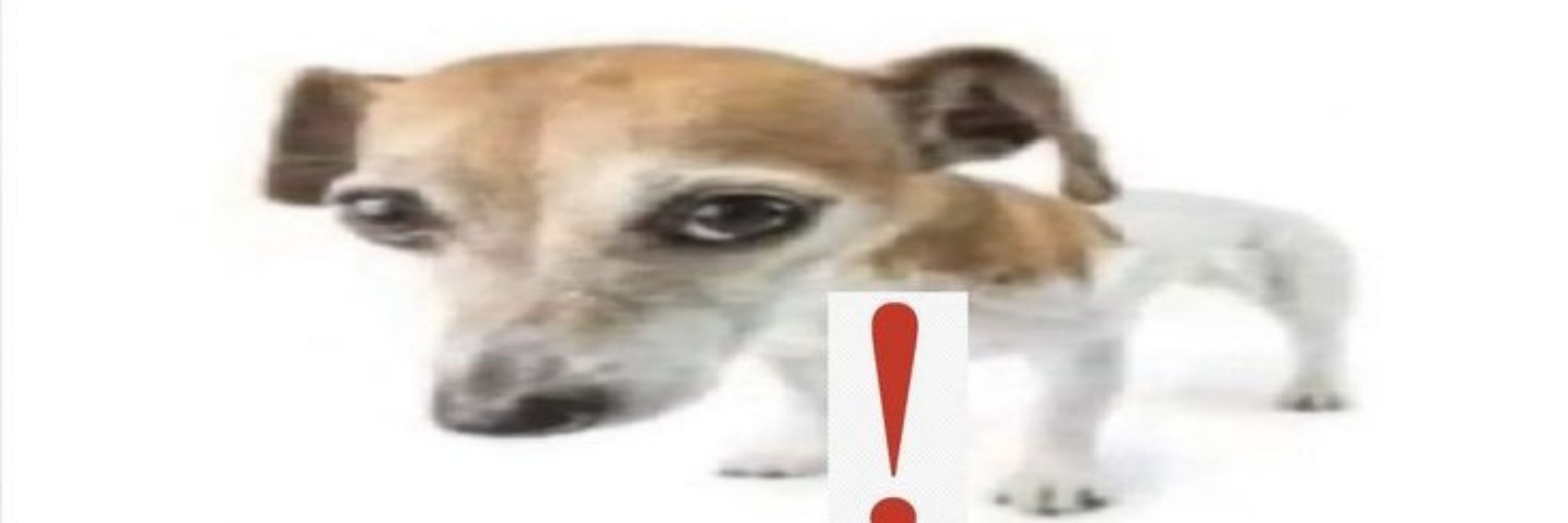  nic