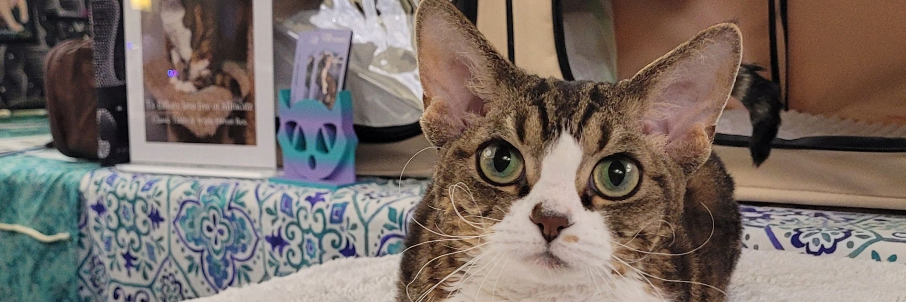 Miracatz Devon Rex & HHPs