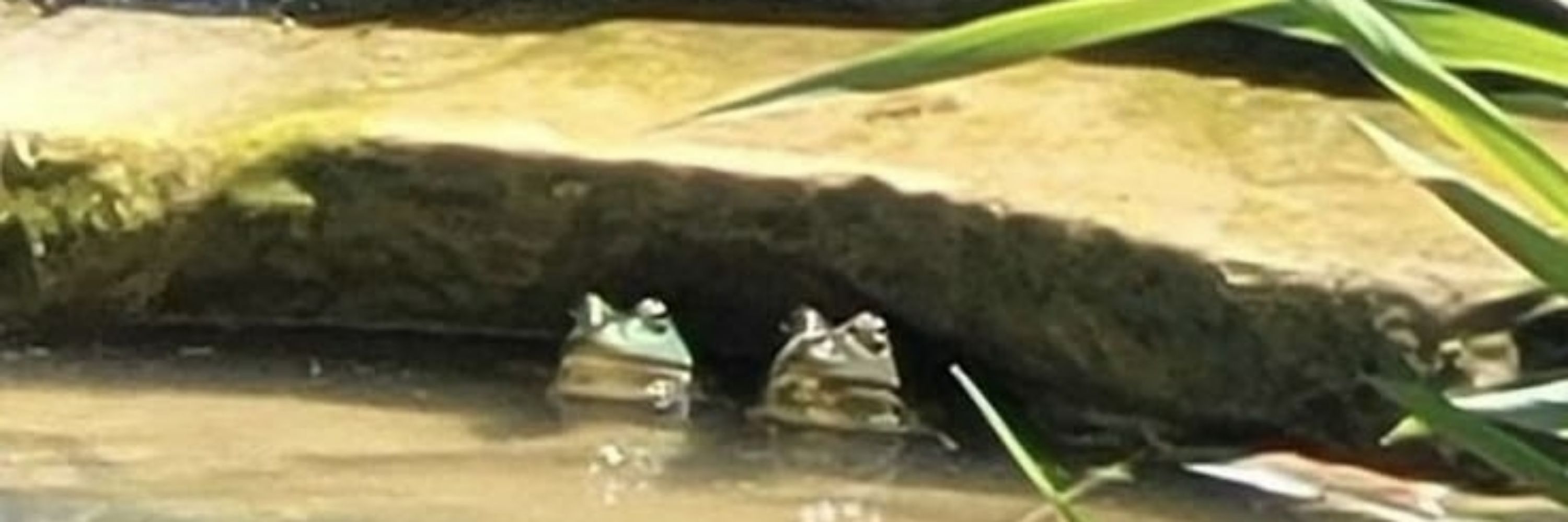 bufo is done brumating
