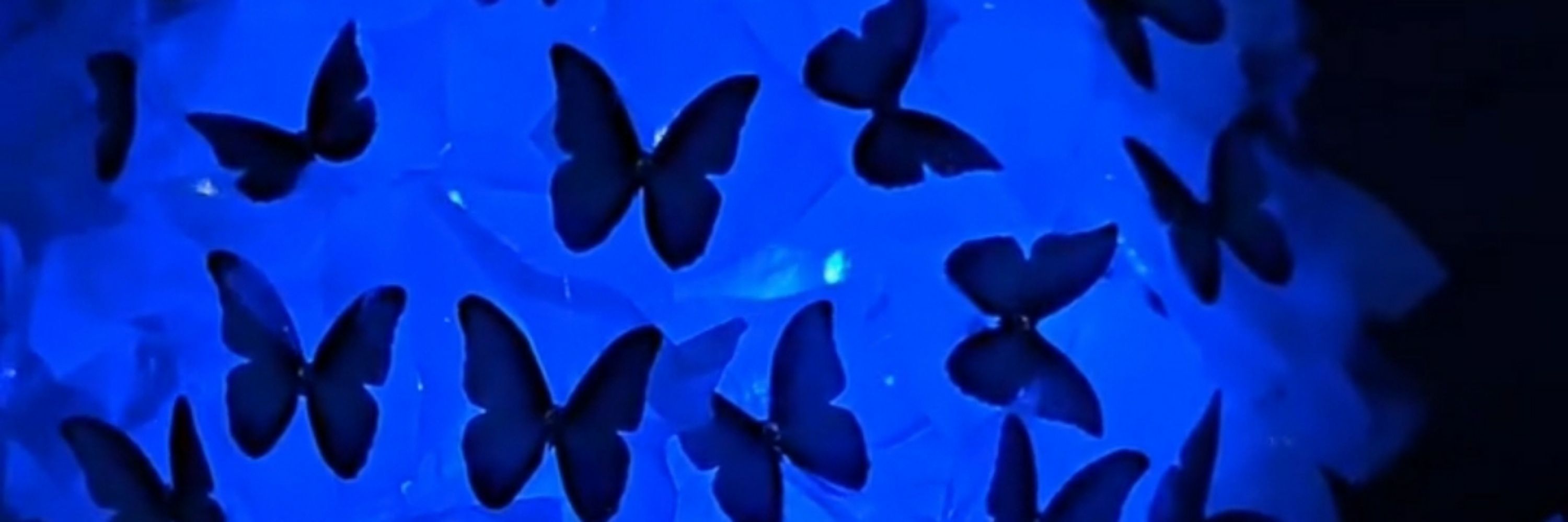 ANNDY 🦋