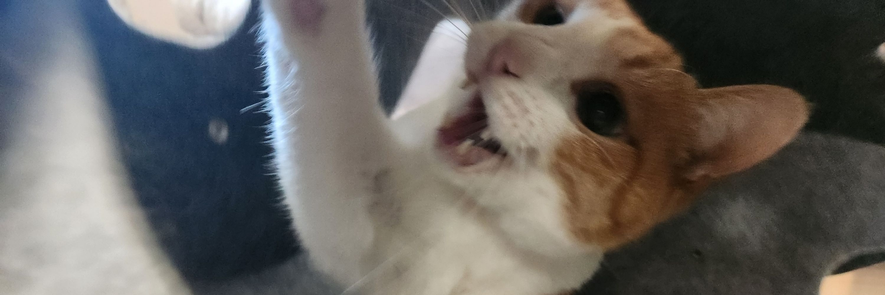 ばじめ( 'ω' و( و"