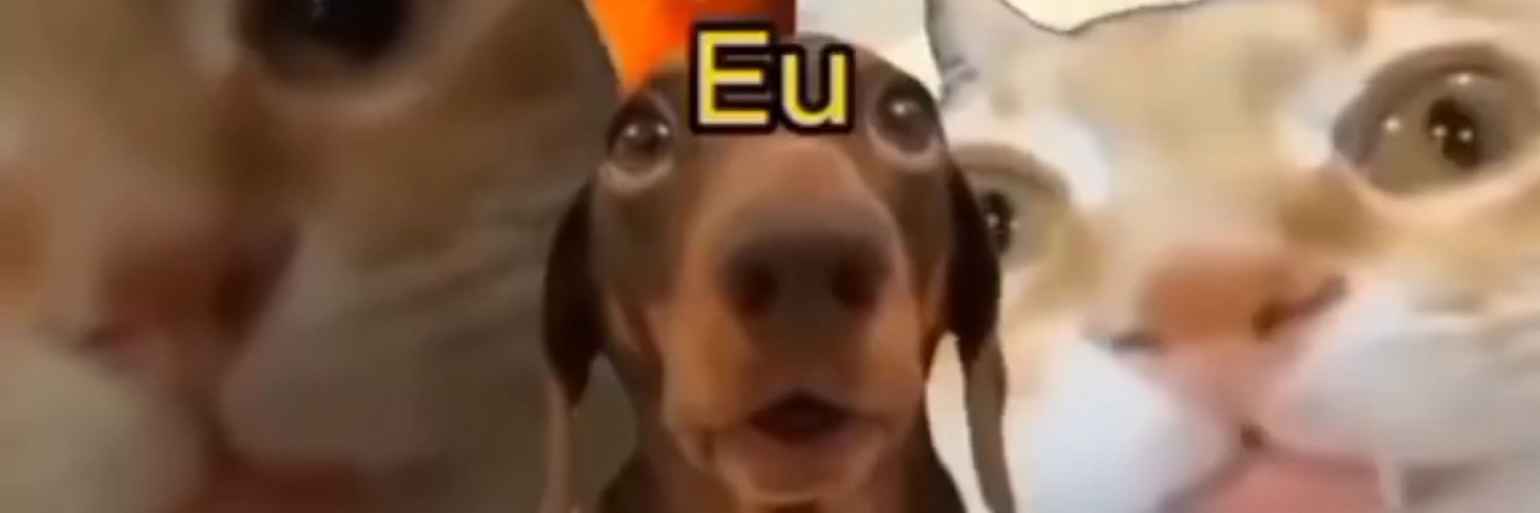 predo