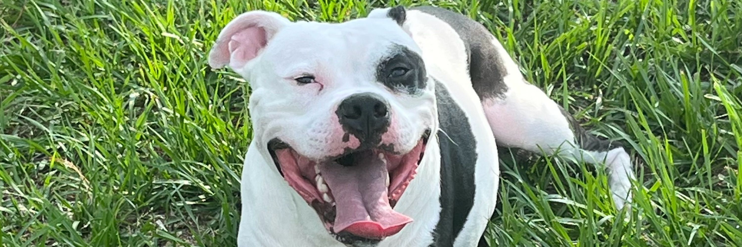 JoyBoy