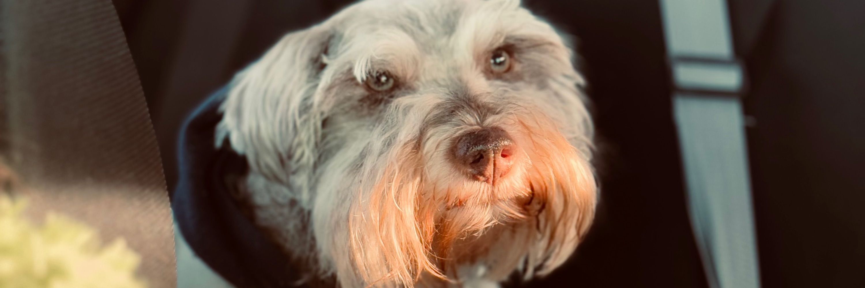 🩵✨little JJ🩵✨🐘🦋🐾🐶