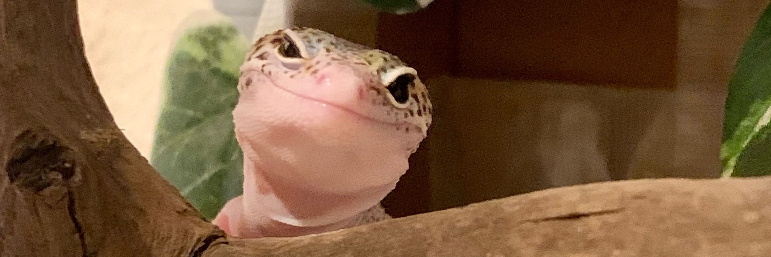 どくぺー