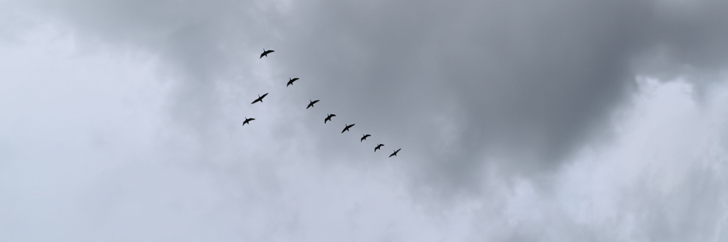 S. L. 