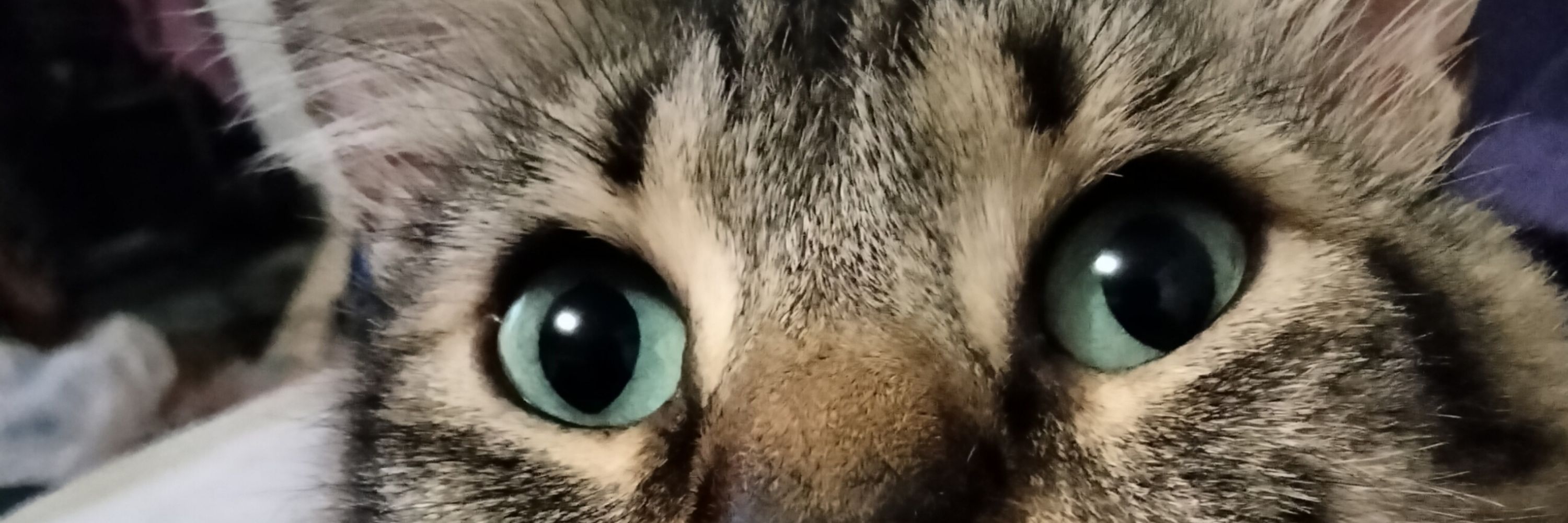 Neko the Floof