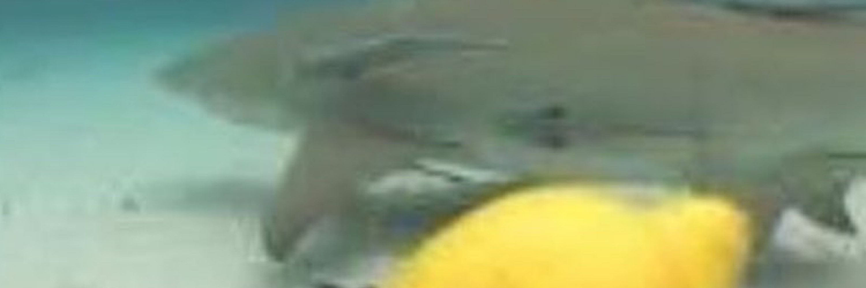 Una Riggs 🦈 Whaleshark Vtuber