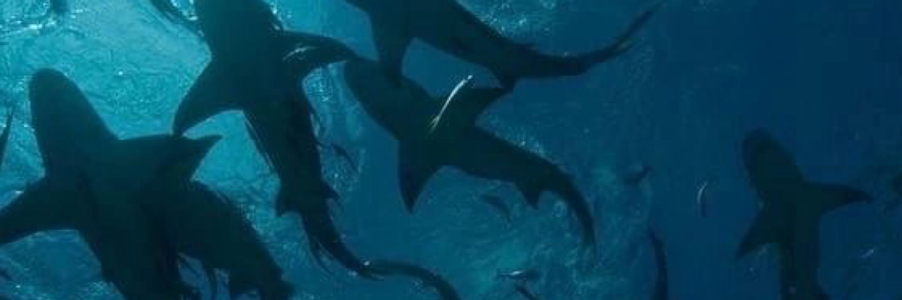 ella  ࿔:･ﾟ🦈ྀི౨ৎ ‧₊˚
