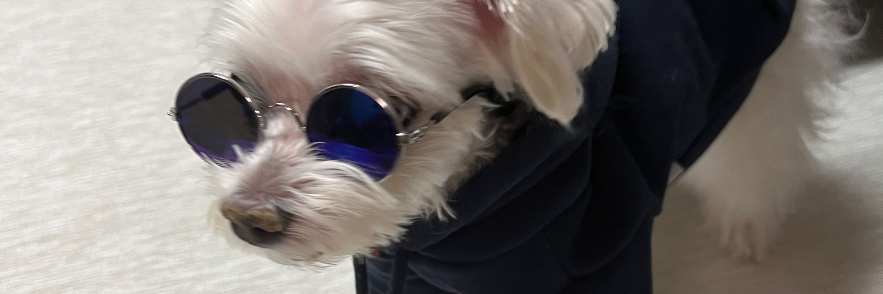 나리🐶안