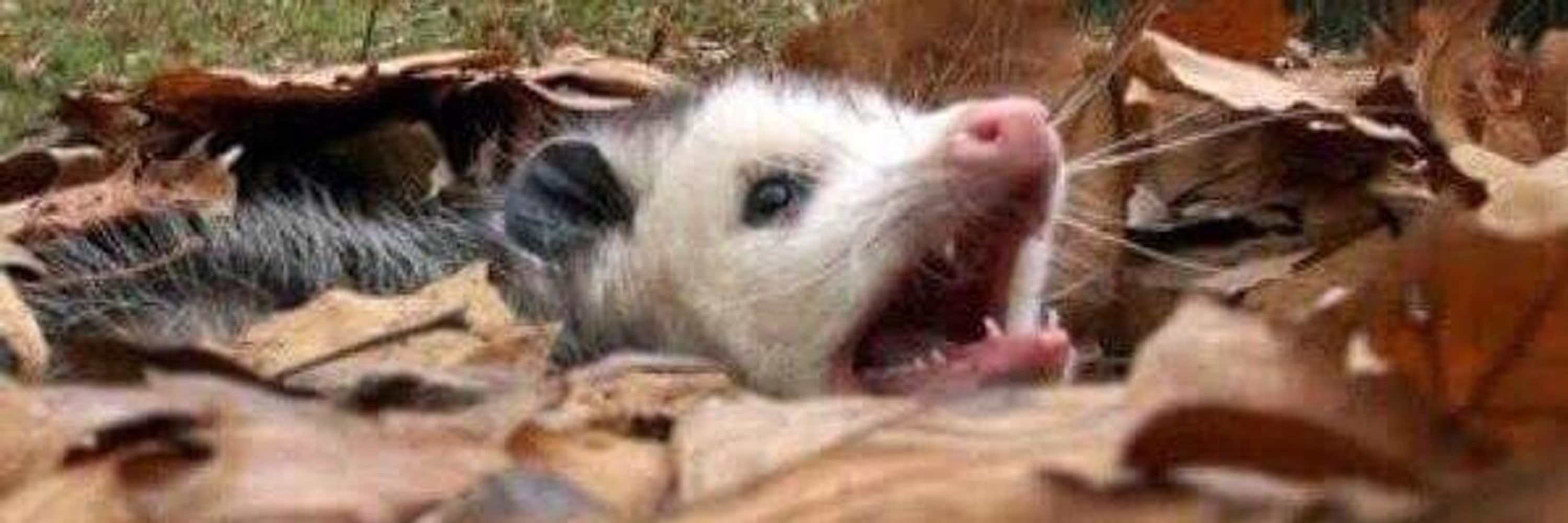 Screaming Oppossum