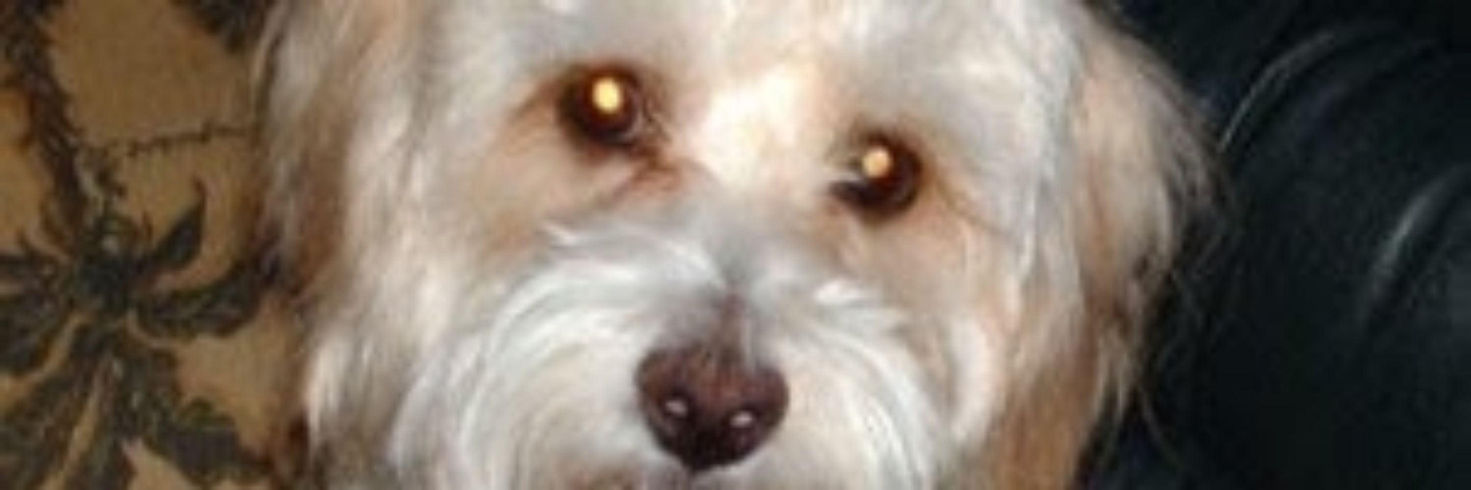 JoeCockapoo🐕 (In memoriam)