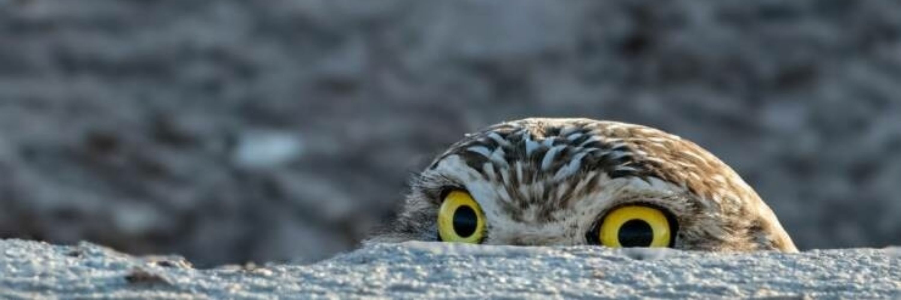 Owlsys, v2025.01