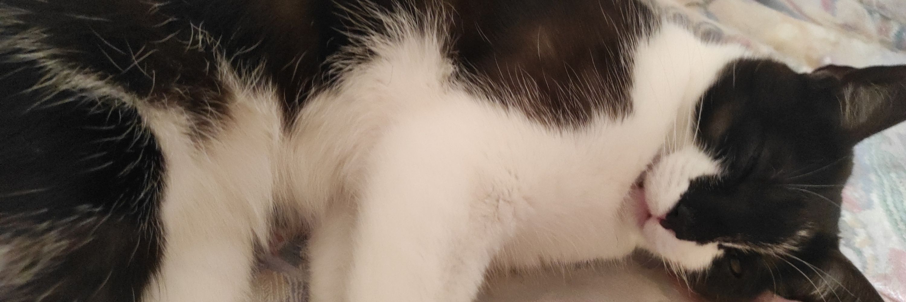 🐱Cat_Vampire🦇