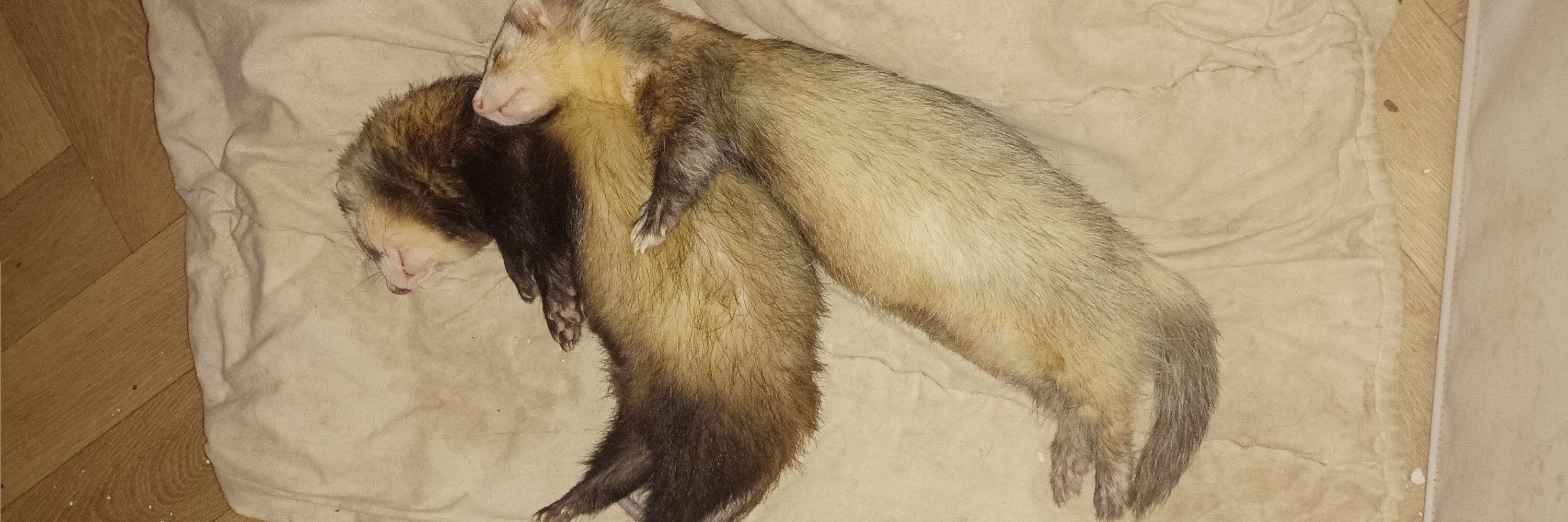 Master of Ferrets 🦦 🦦