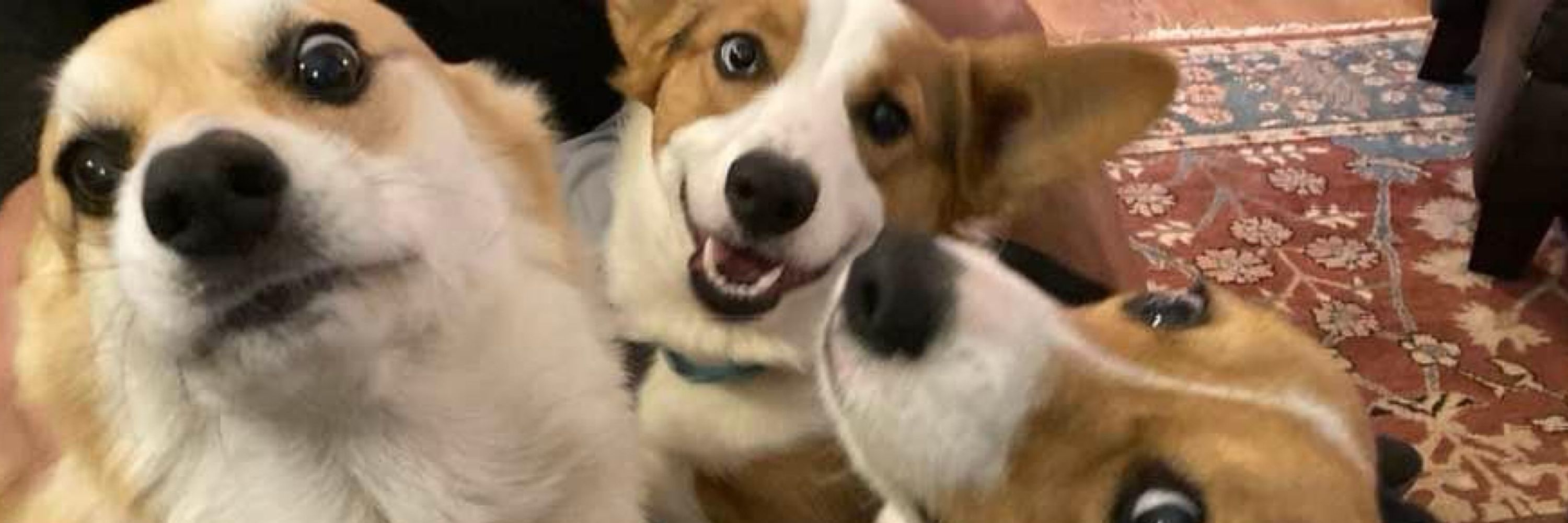 Deanna Cox Formerly CorgiResister on X
