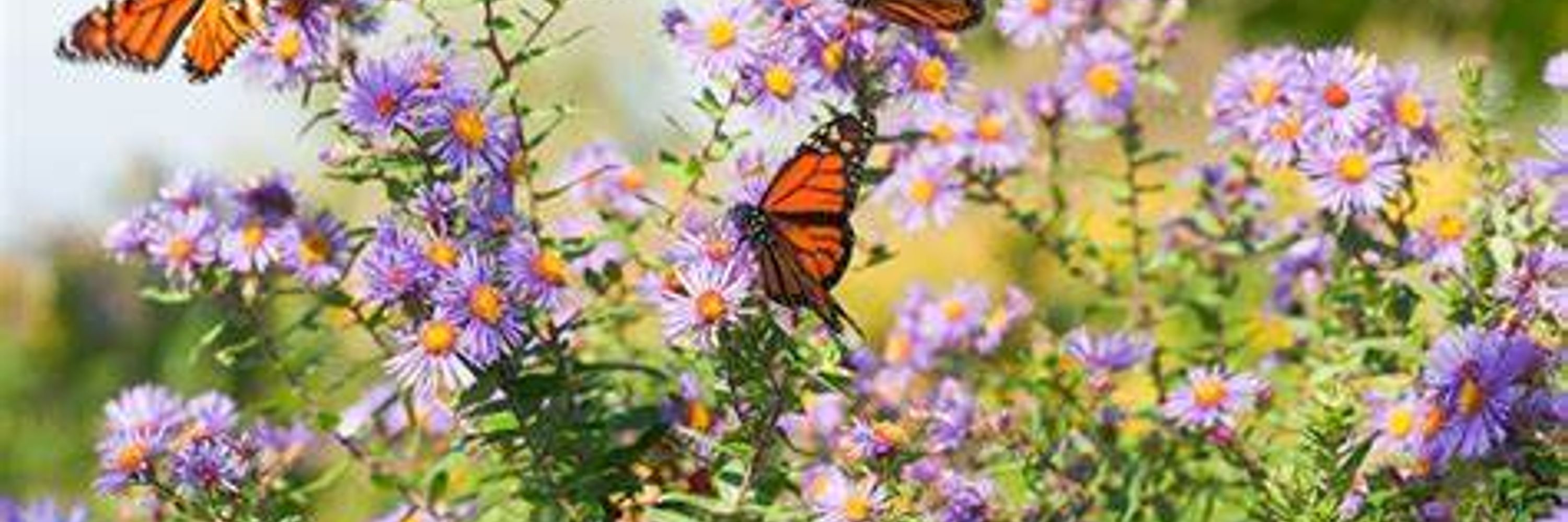 Butterfly Lady 