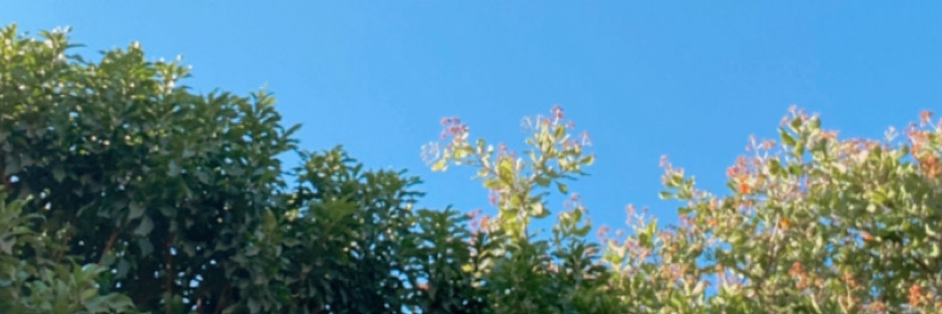 🦋