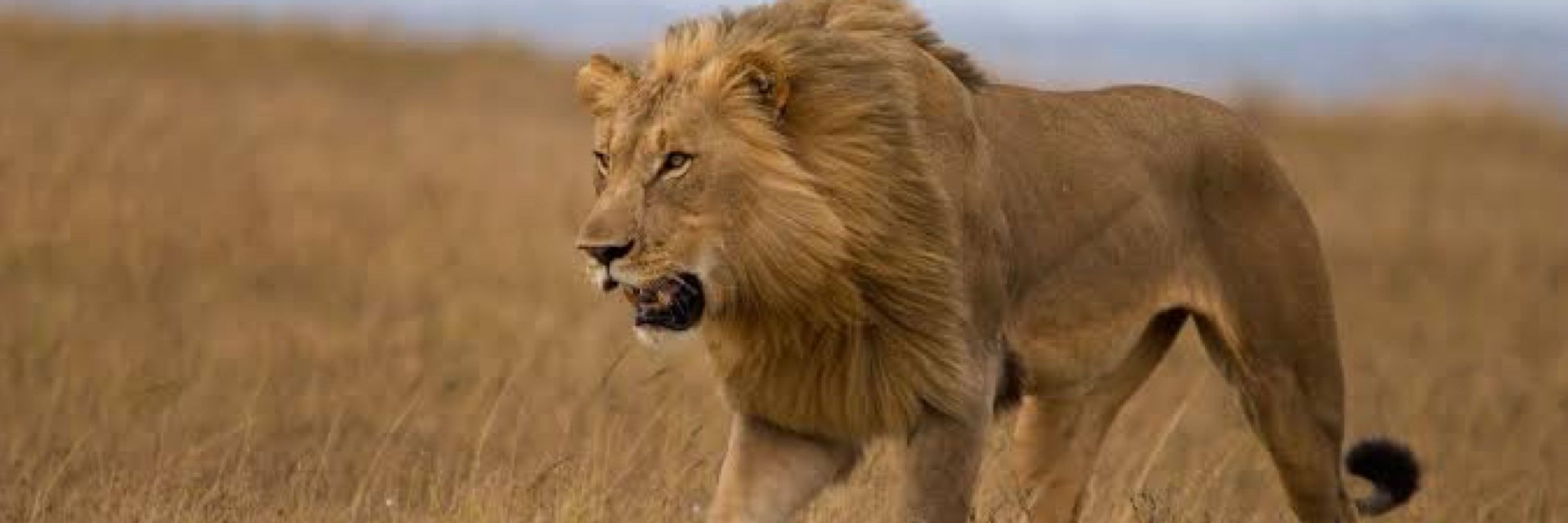 اورنگ زیب  خان یوسفزئ