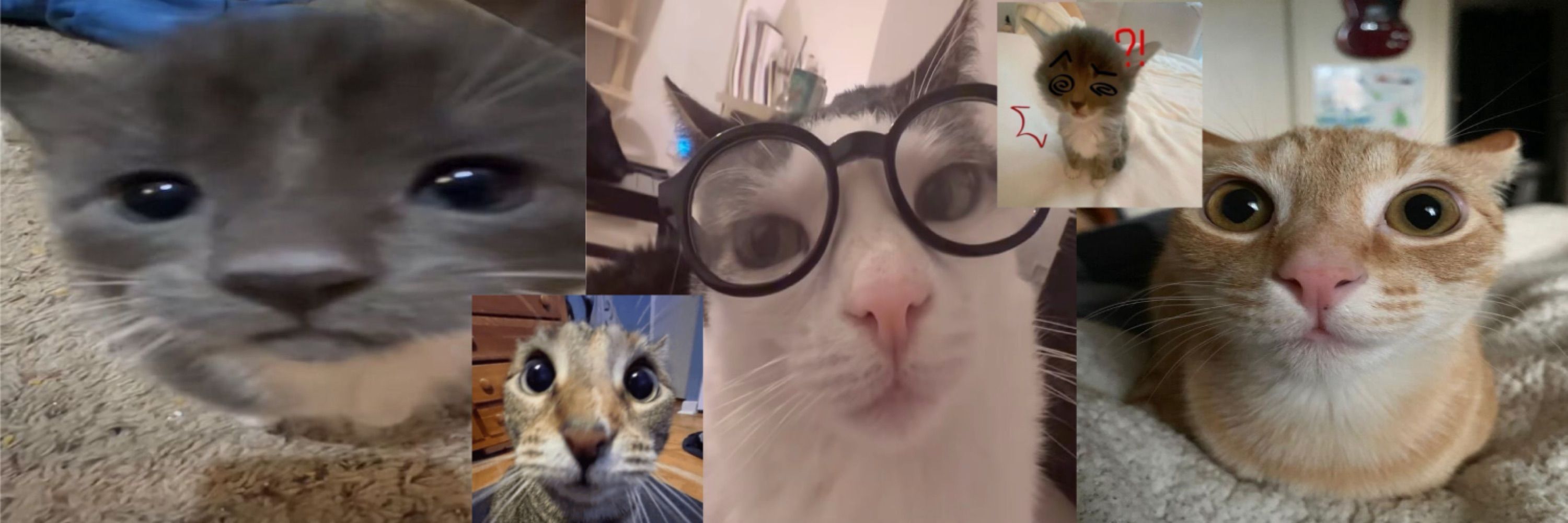 Daily cat posting