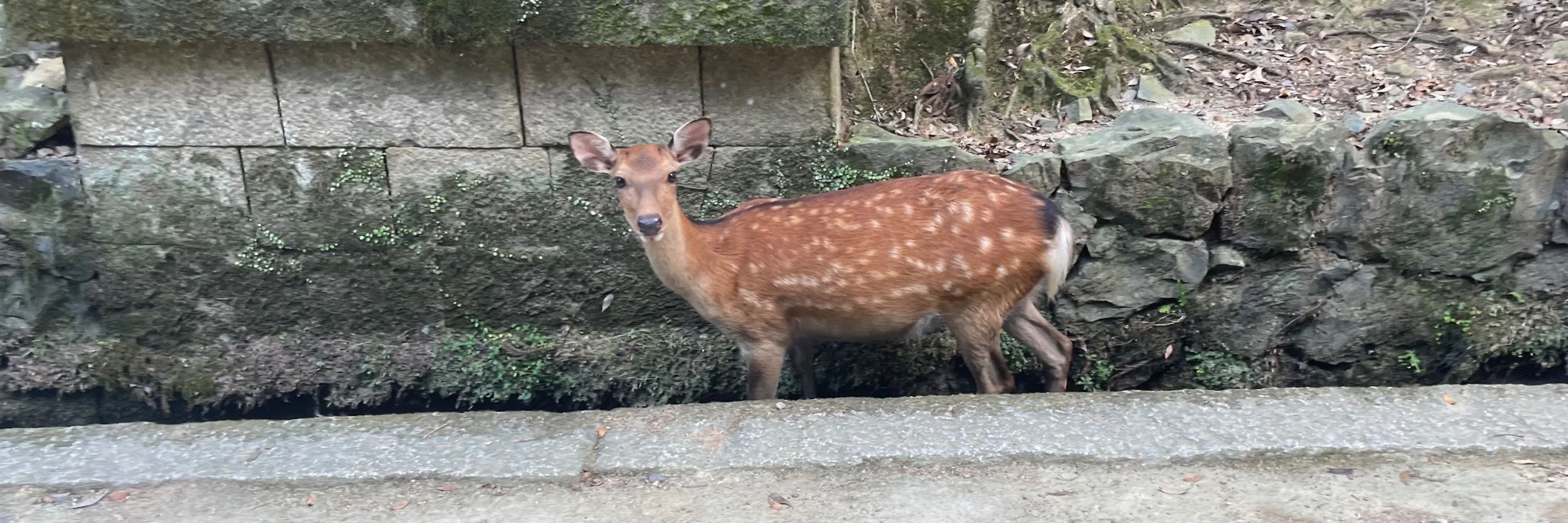 🦌 :role_naraha::kyobate_hirameki::sika_thumbs_up: