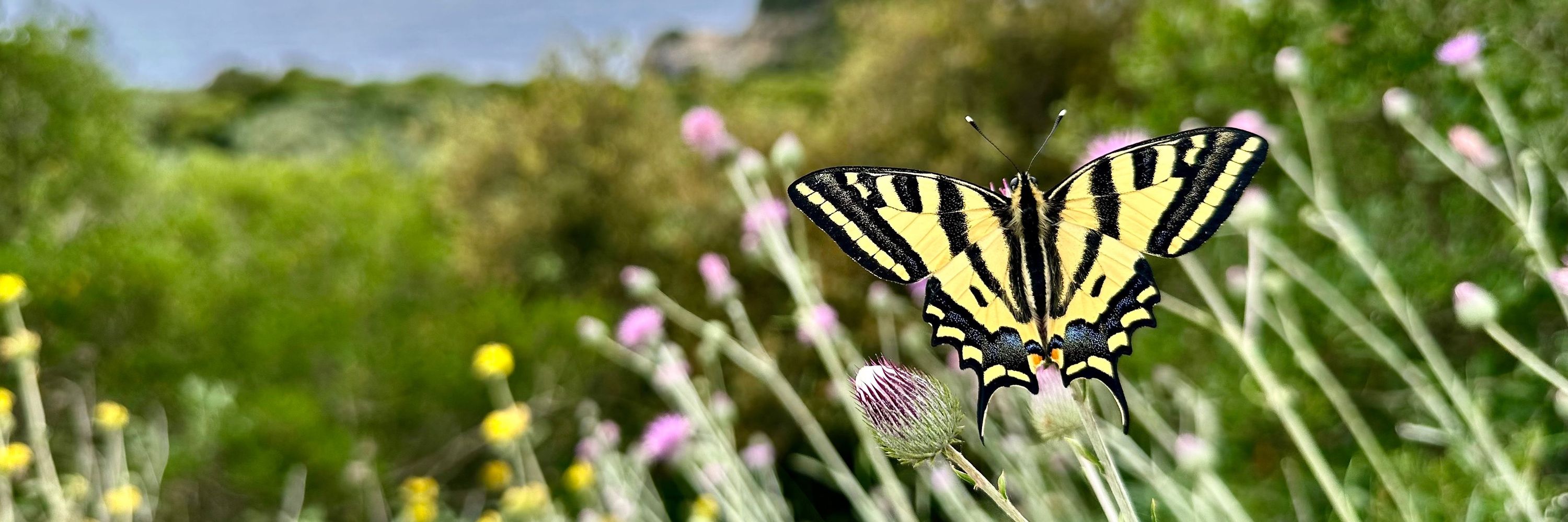 Corfu Butterfly Conservation