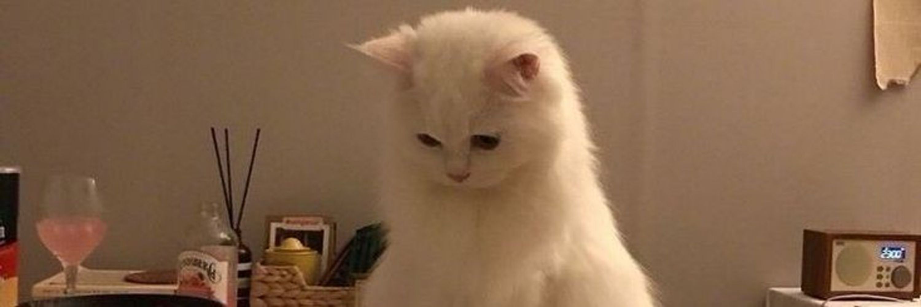 meow 
