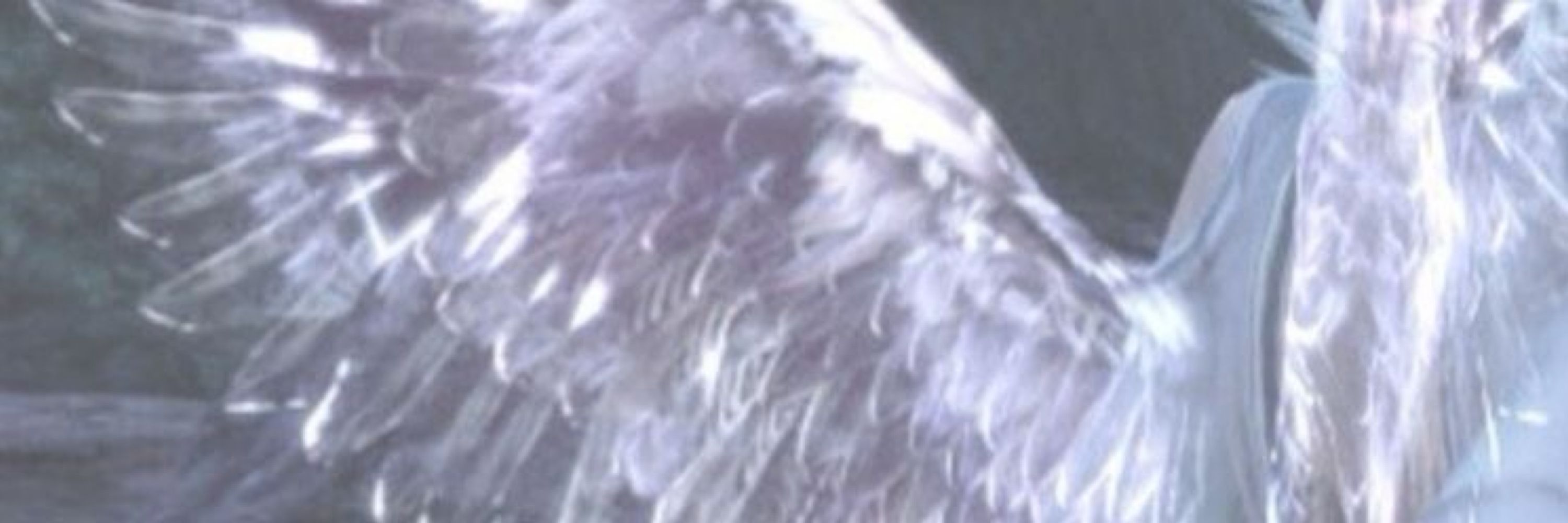 Nox || feathersky