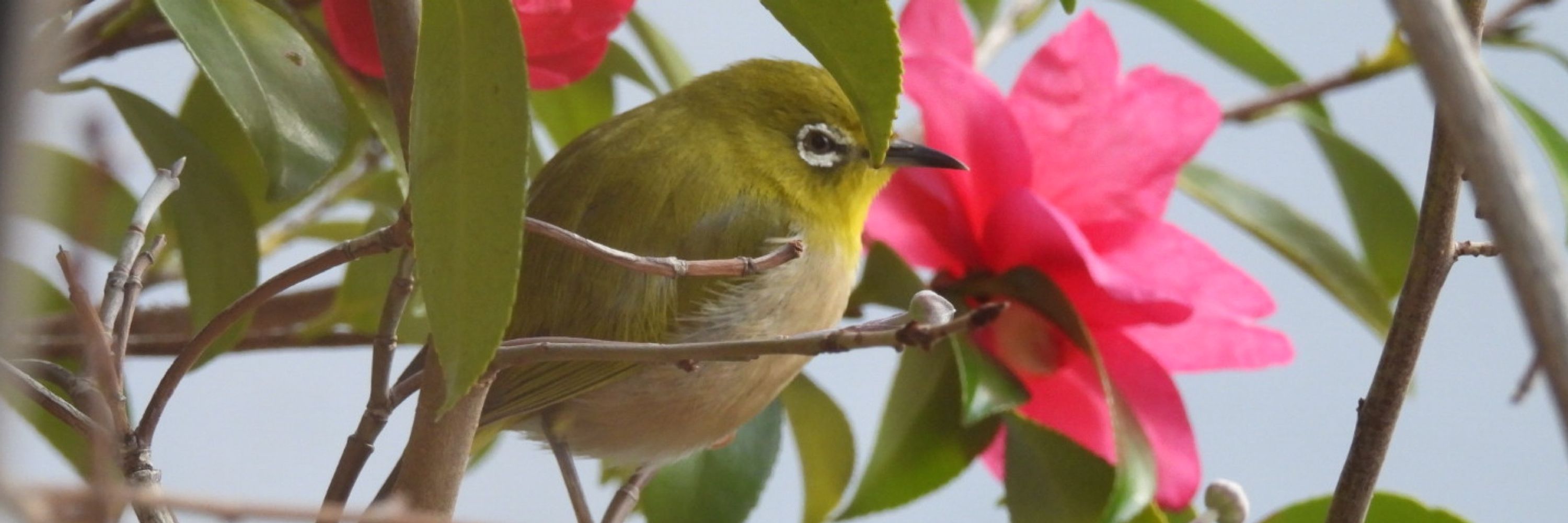 リョウリョウ