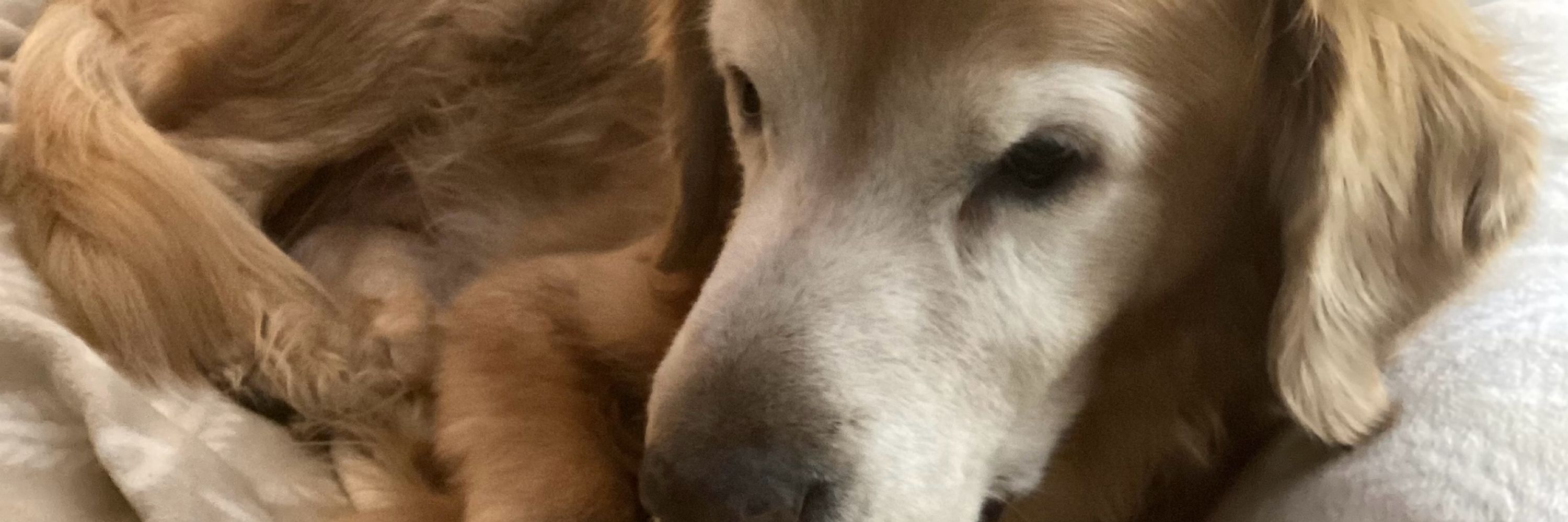 Mimi