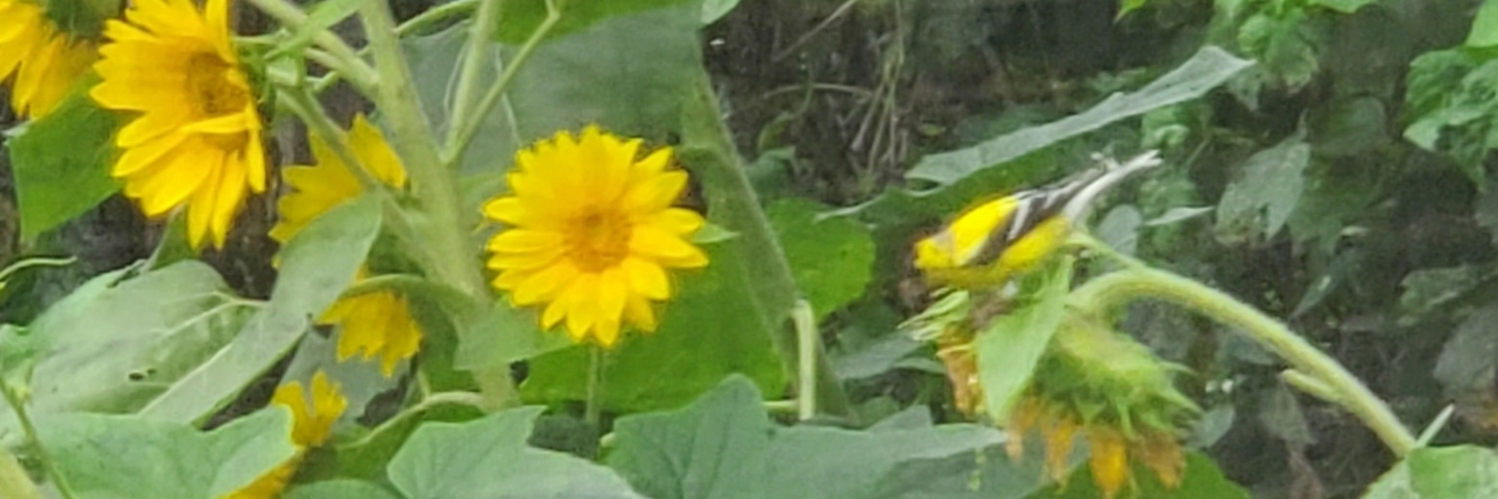 GroaninVT