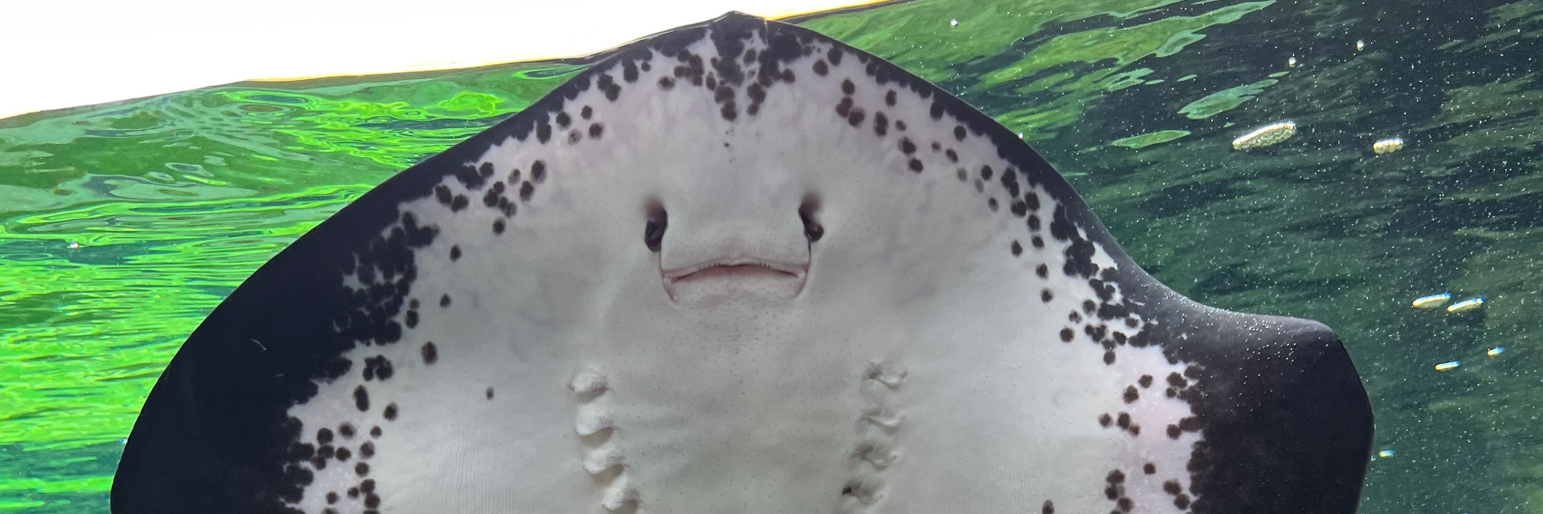 ヌン