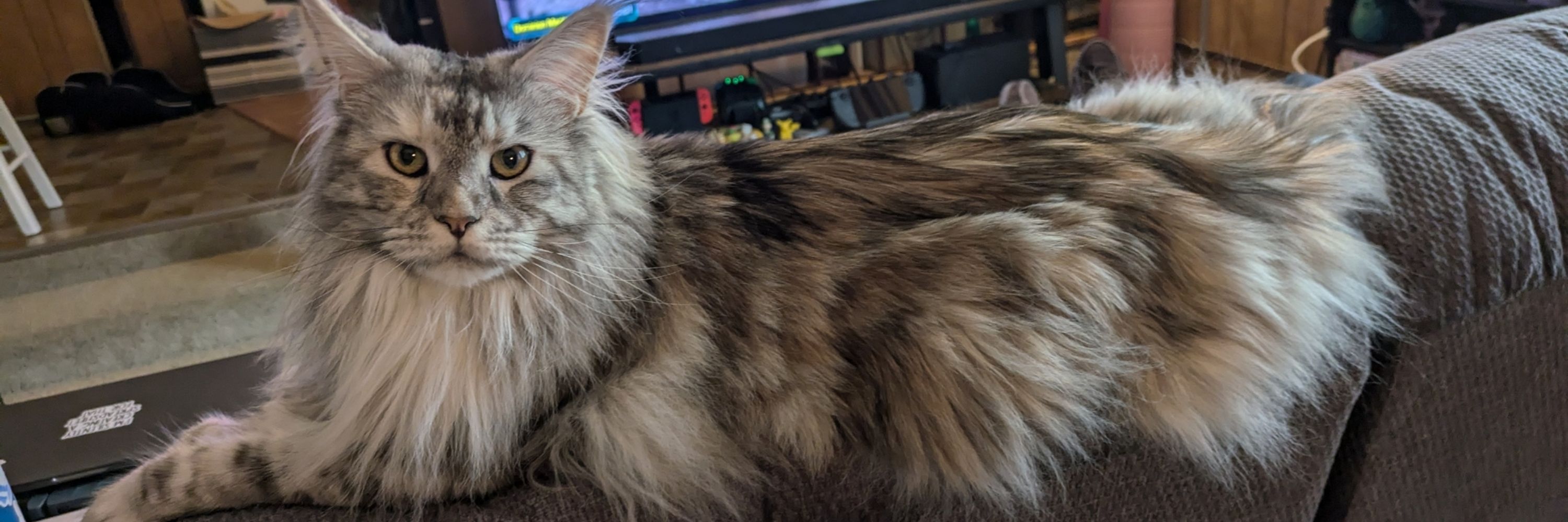 Sammtheman 🐈🐇🏳️‍🌈🇺🇦🇵🇸