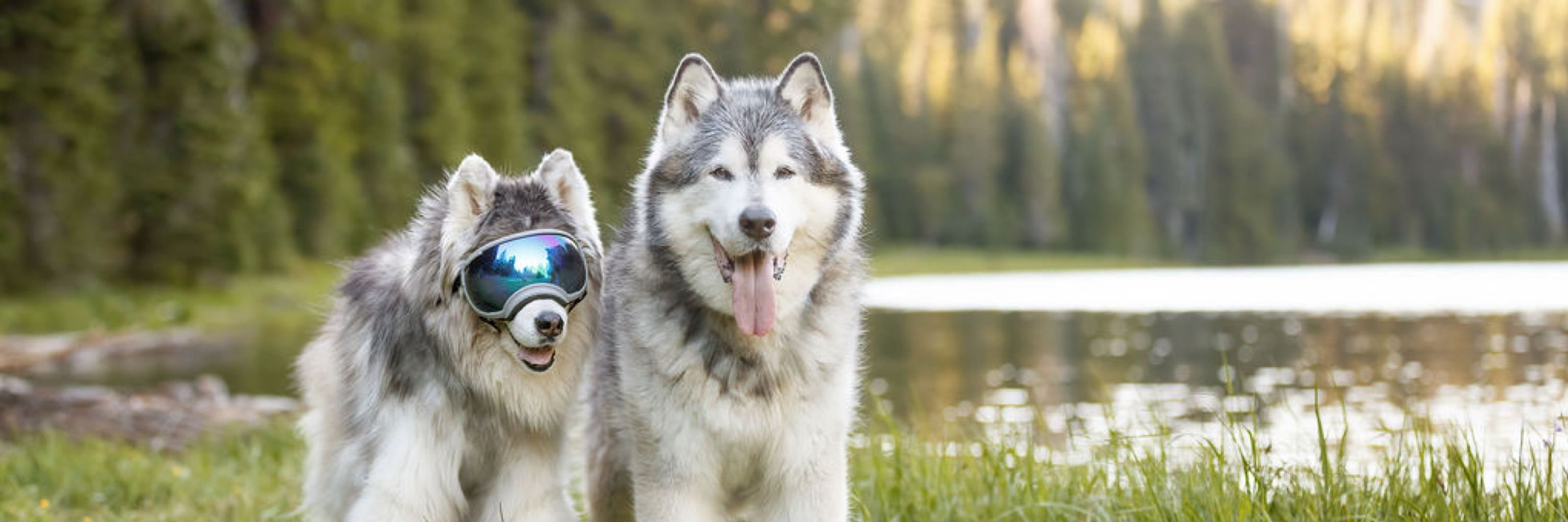 Lillian & Tundra